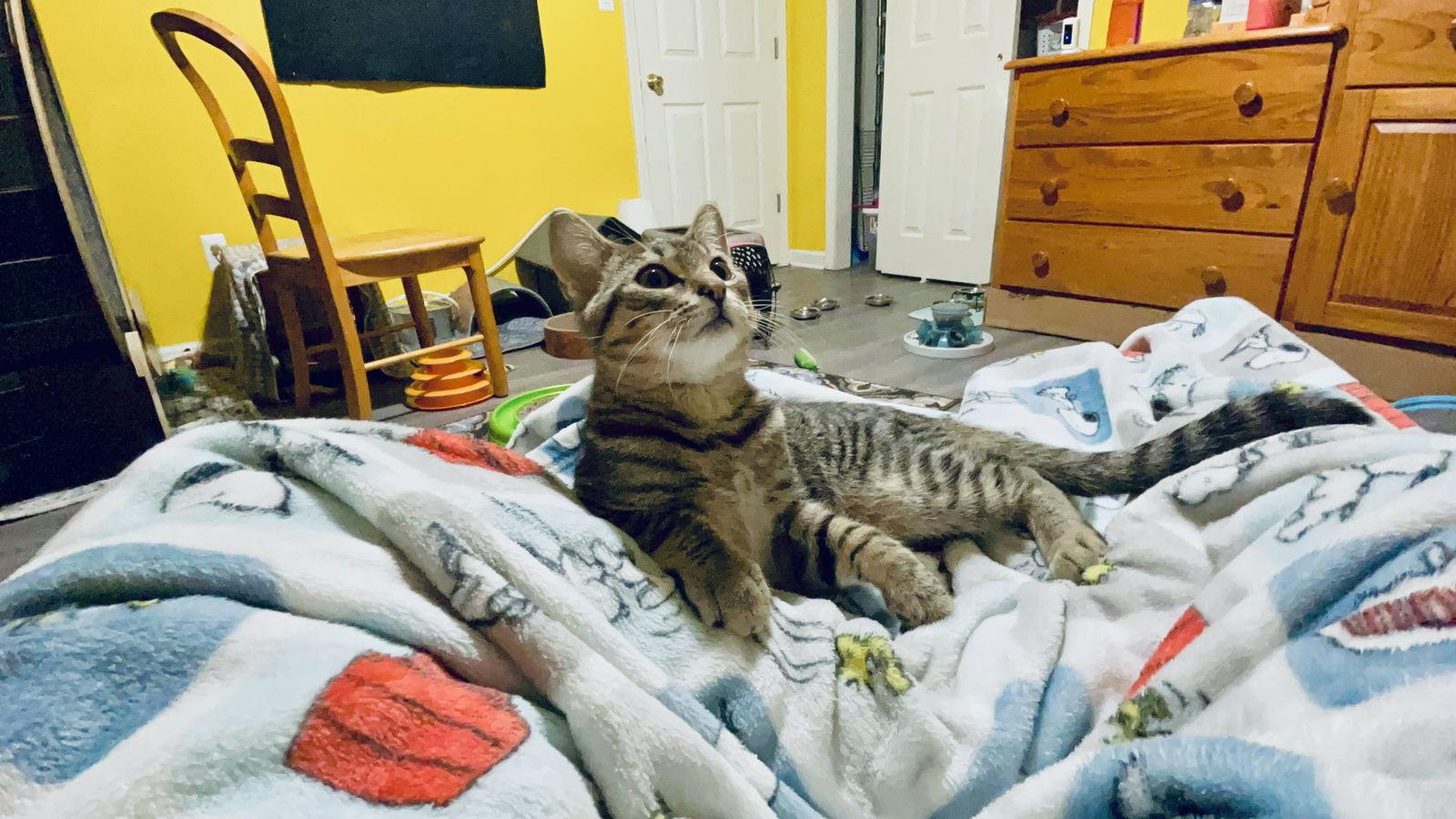 Abe (with Tip Toe), Adoptable, Adult Male Domestic Short Hair.