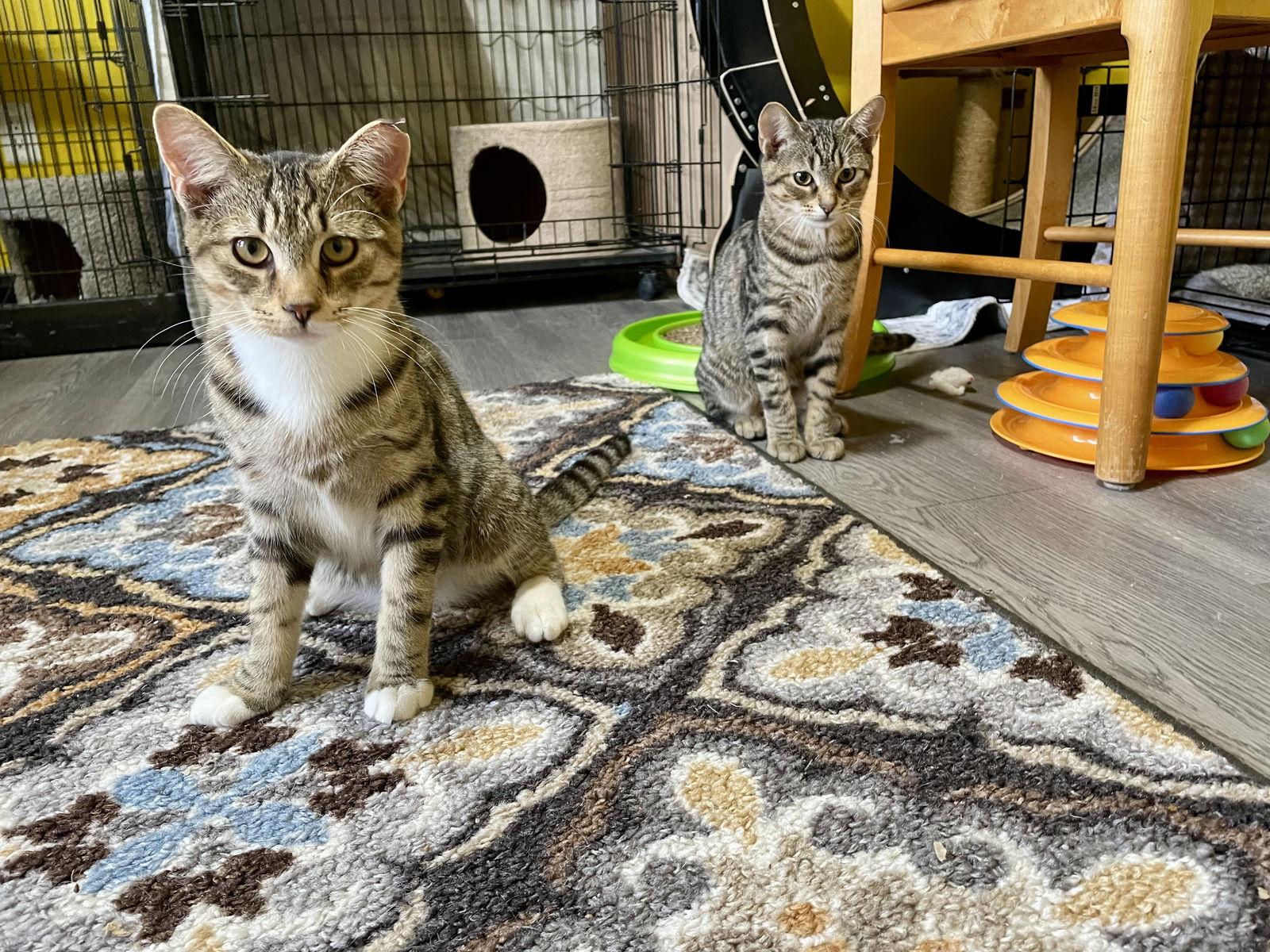 Enlarge Abe (with Tip Toe), a Adoptable Domestic Short Hair in Stewartsville, NJ image 2/3