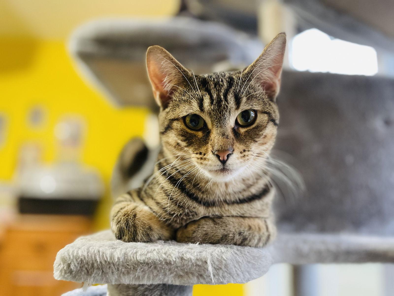 Abe (with Tip Toe), Adoptable, Adult Male Domestic Short Hair.