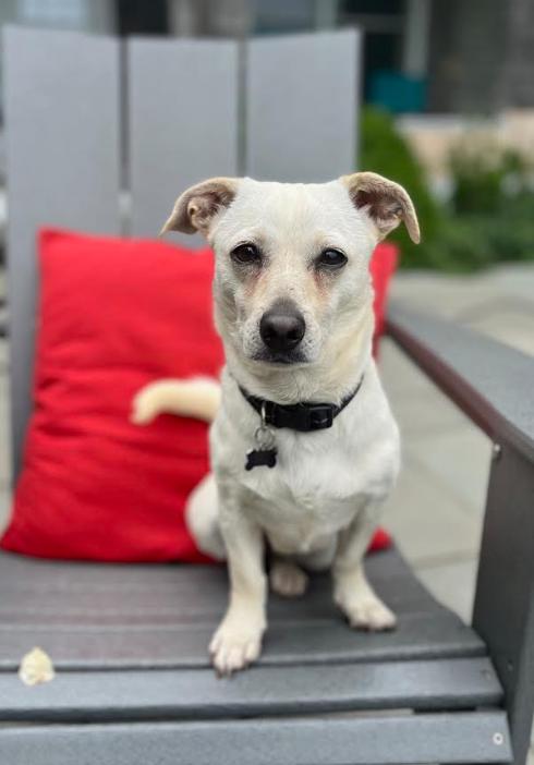 Puppy Love in RI, a Adoptable Chihuahua in Cranston, RI image 1/3
