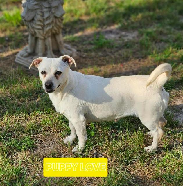 Enlarge Puppy Love in LA, a Adoptable Chihuahua in Cranston, RI image 1/2