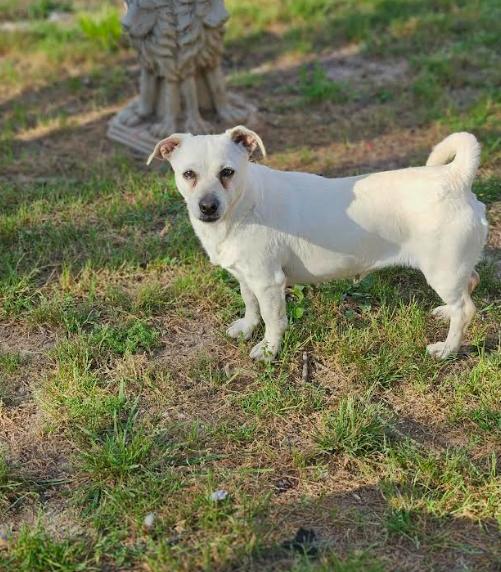 Enlarge Puppy Love in LA, a Adoptable Chihuahua in Cranston, RI image 2/2