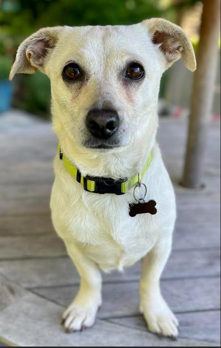 Puppy Love in RI, a Adoptable Chihuahua in Cranston, RI image 2/3