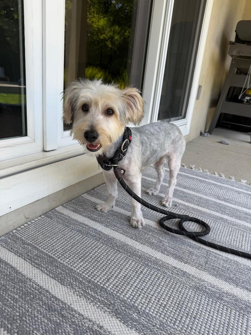 Kirby, an adoptable mixed breed in Los Angeles, CA image 3/6