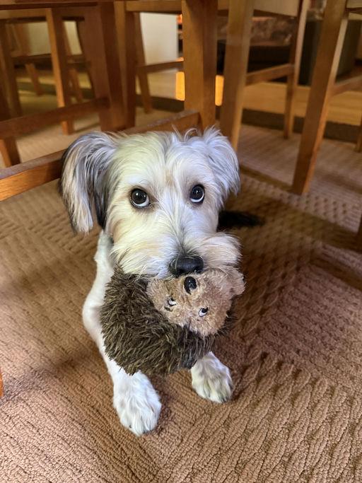 Kirby, an adoptable mixed breed in Los Angeles, CA image 6/6