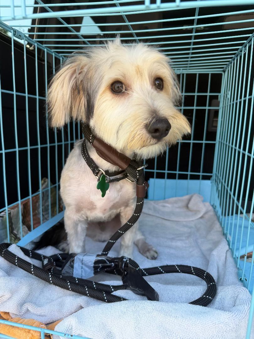 Kirby, an adoptable mixed breed in Los Angeles, CA image 2/6