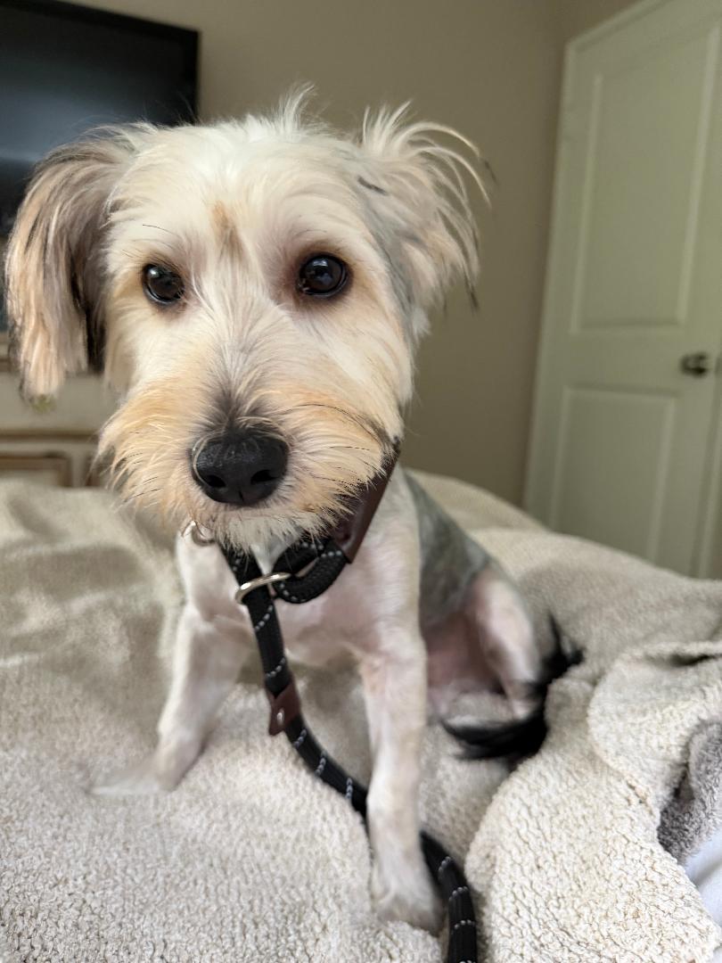 Kirby, an adoptable mixed breed in Los Angeles, CA image 4/6