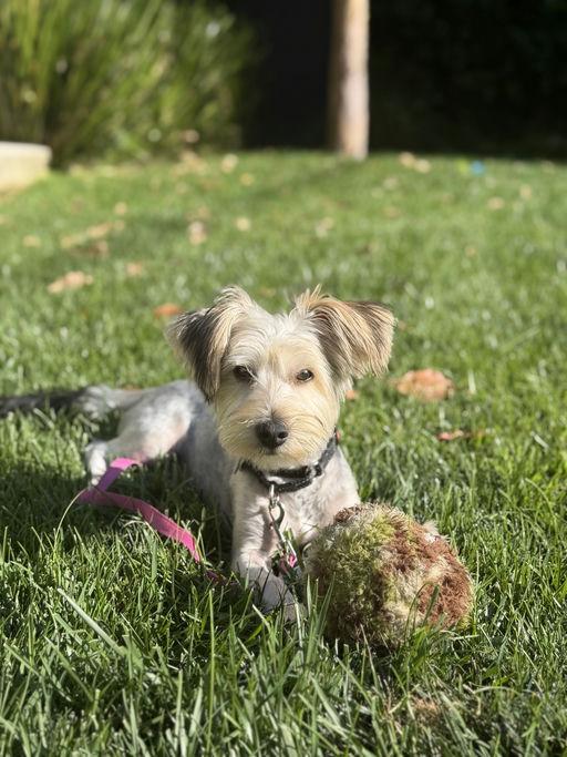 Kirby, an adoptable mixed breed in Los Angeles, CA image 1/6