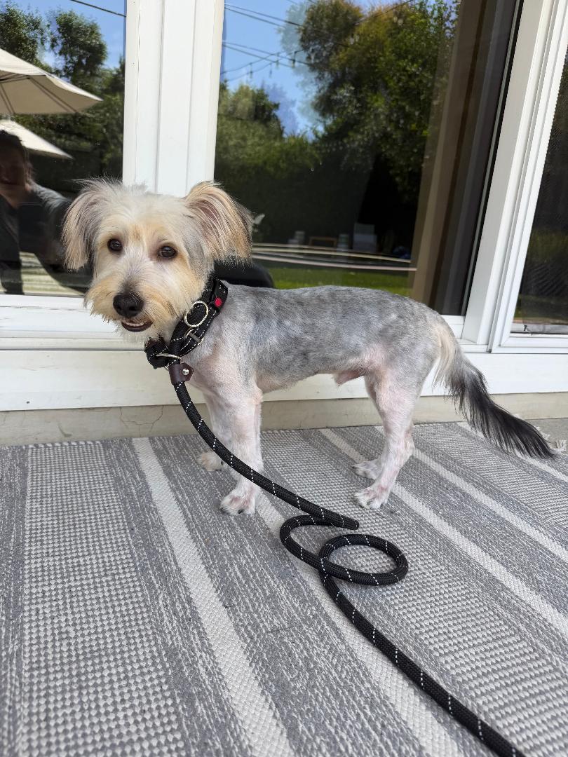 Kirby, an adoptable mixed breed in Los Angeles, CA image 5/6