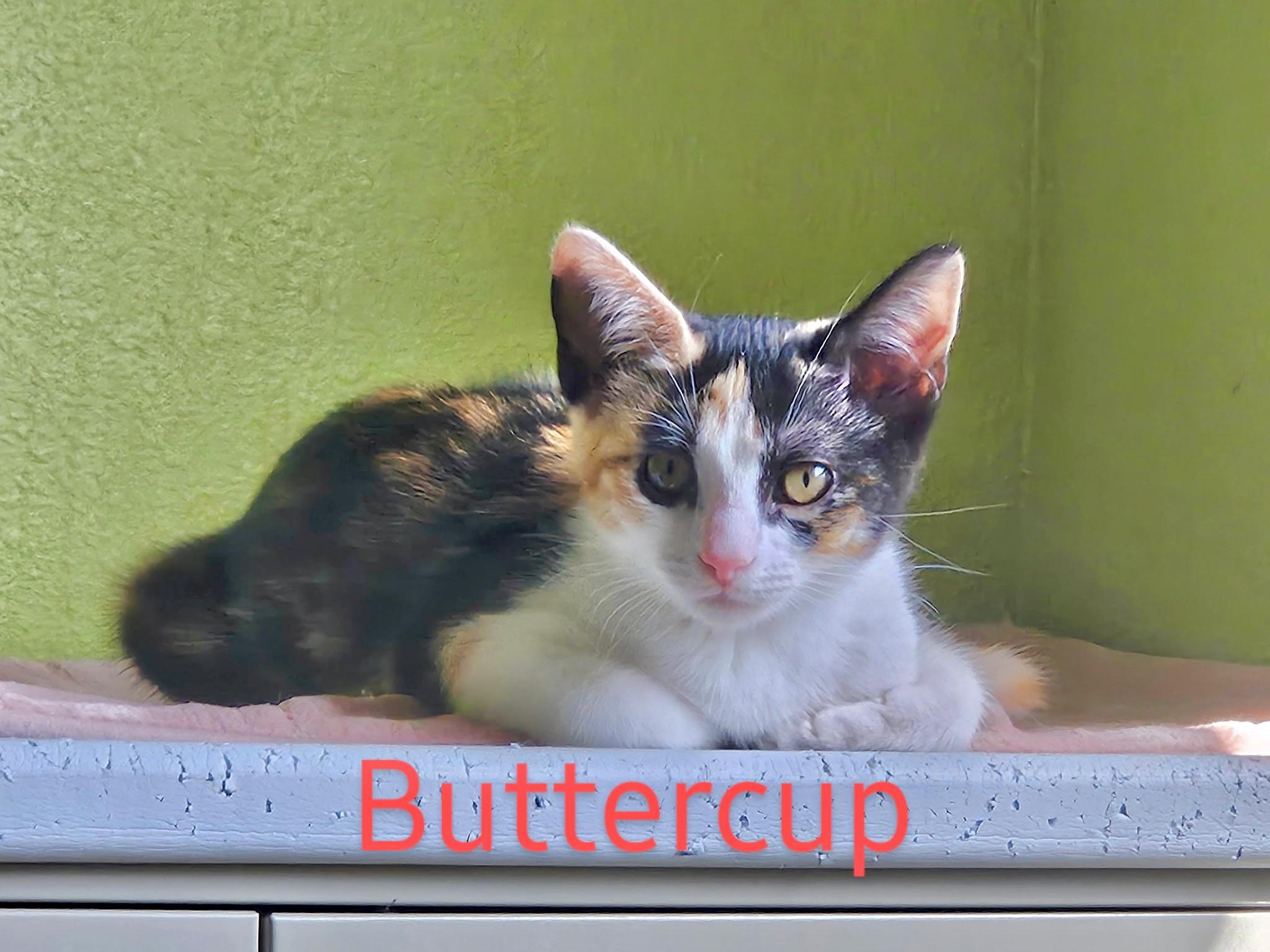 Buttercup - North Conroe Petsmart
