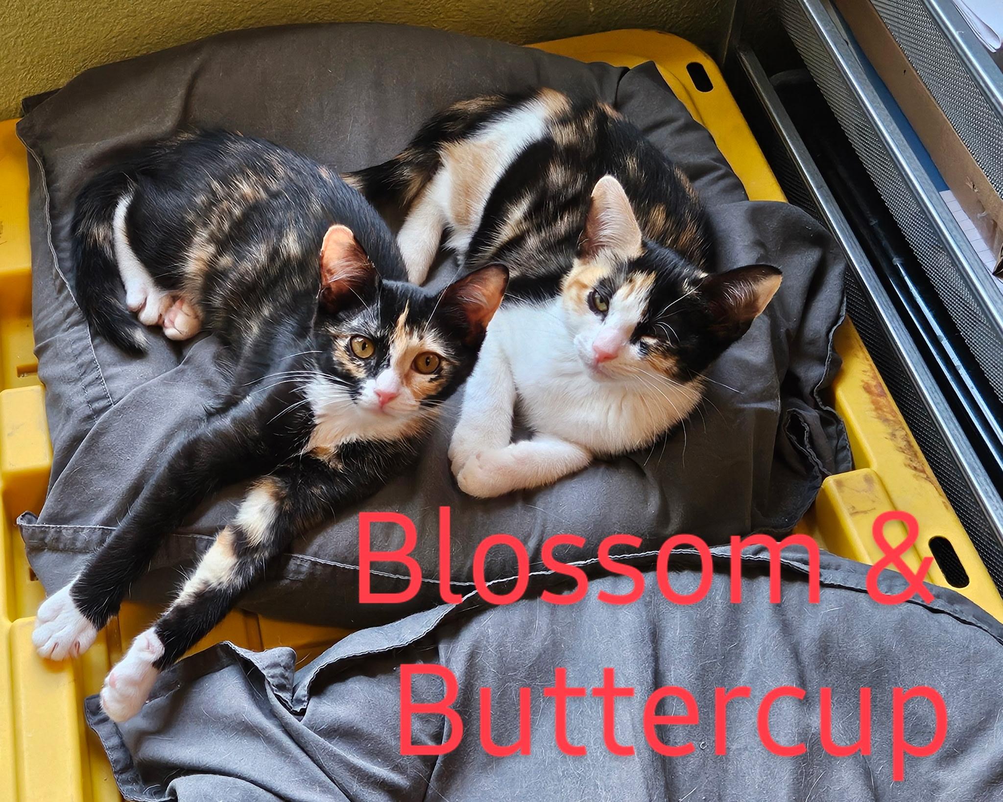 Buttercup - North Conroe Petsmart