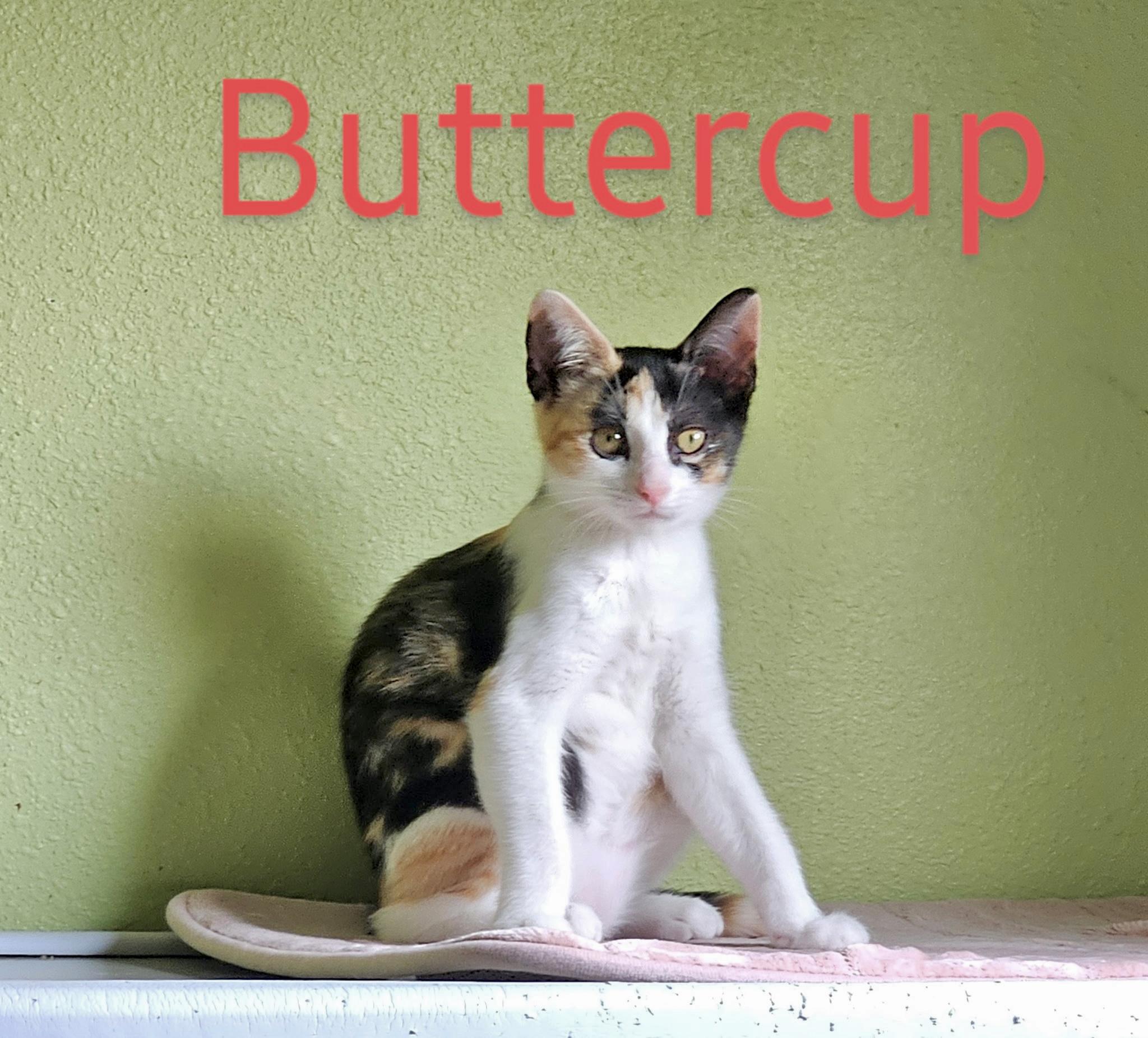 Buttercup - North Conroe Petsmart