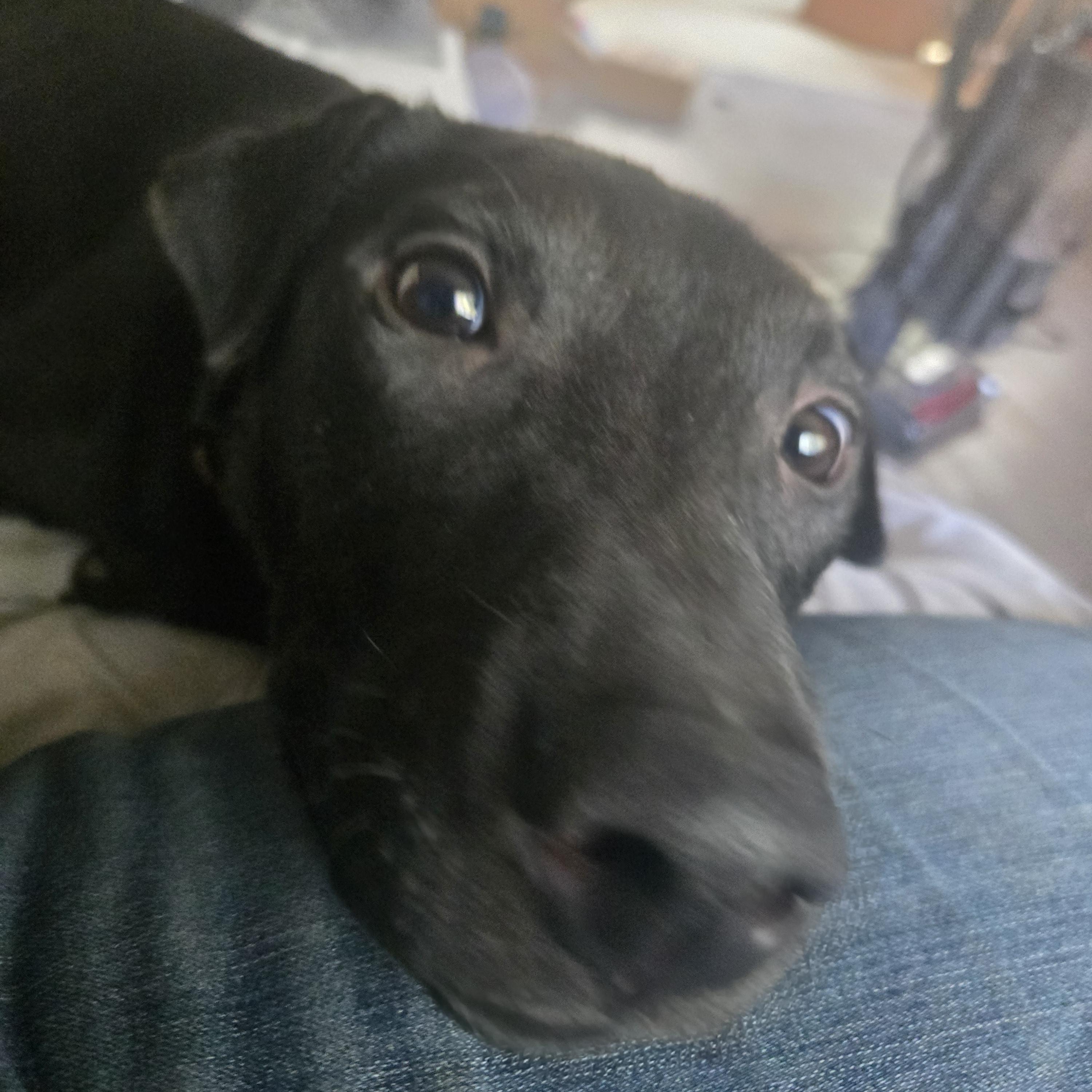 Bear, a Adoptable mixed breed in Hoopa, CA image 2/3