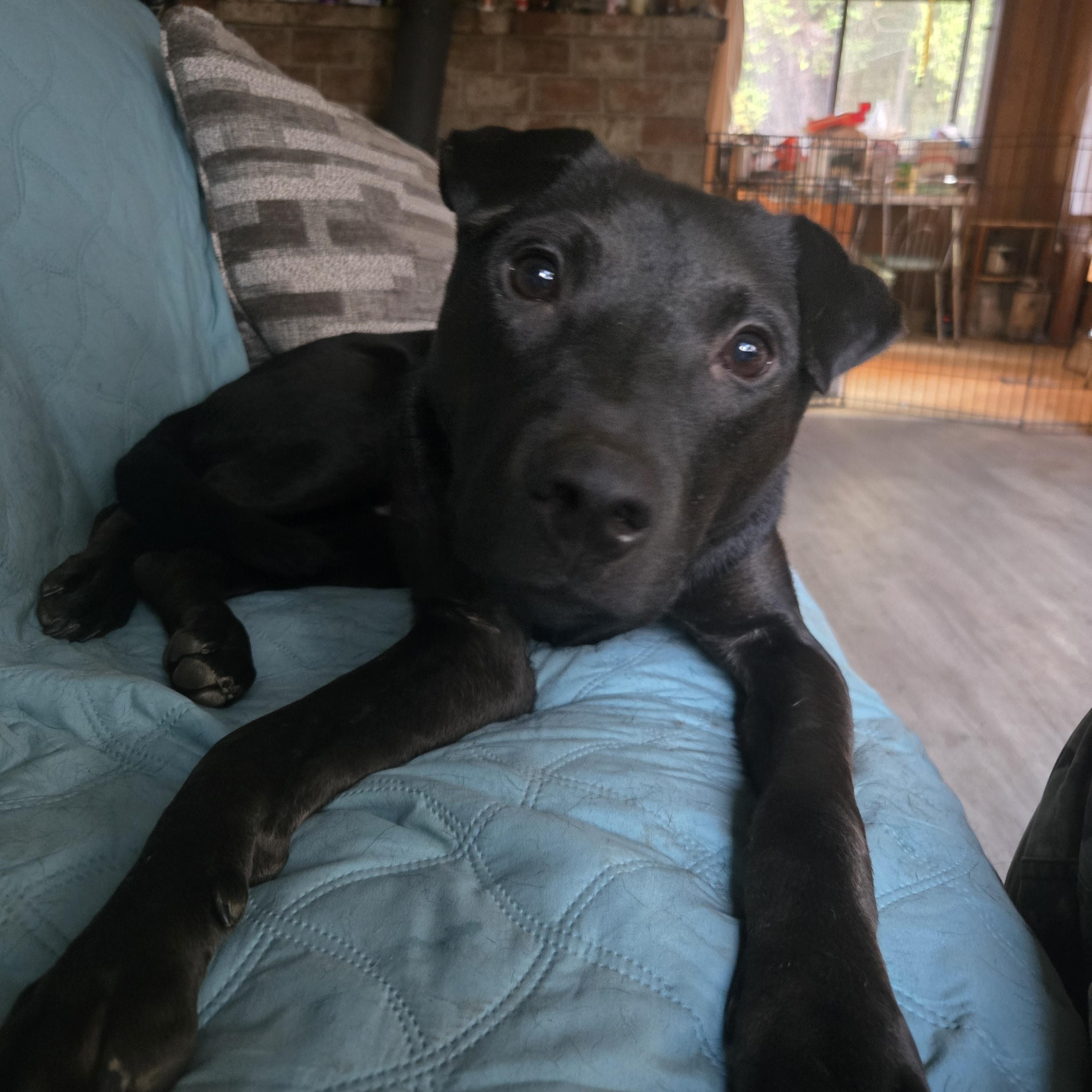 Bear, Adoptable, Adult Male Mixed Breed.