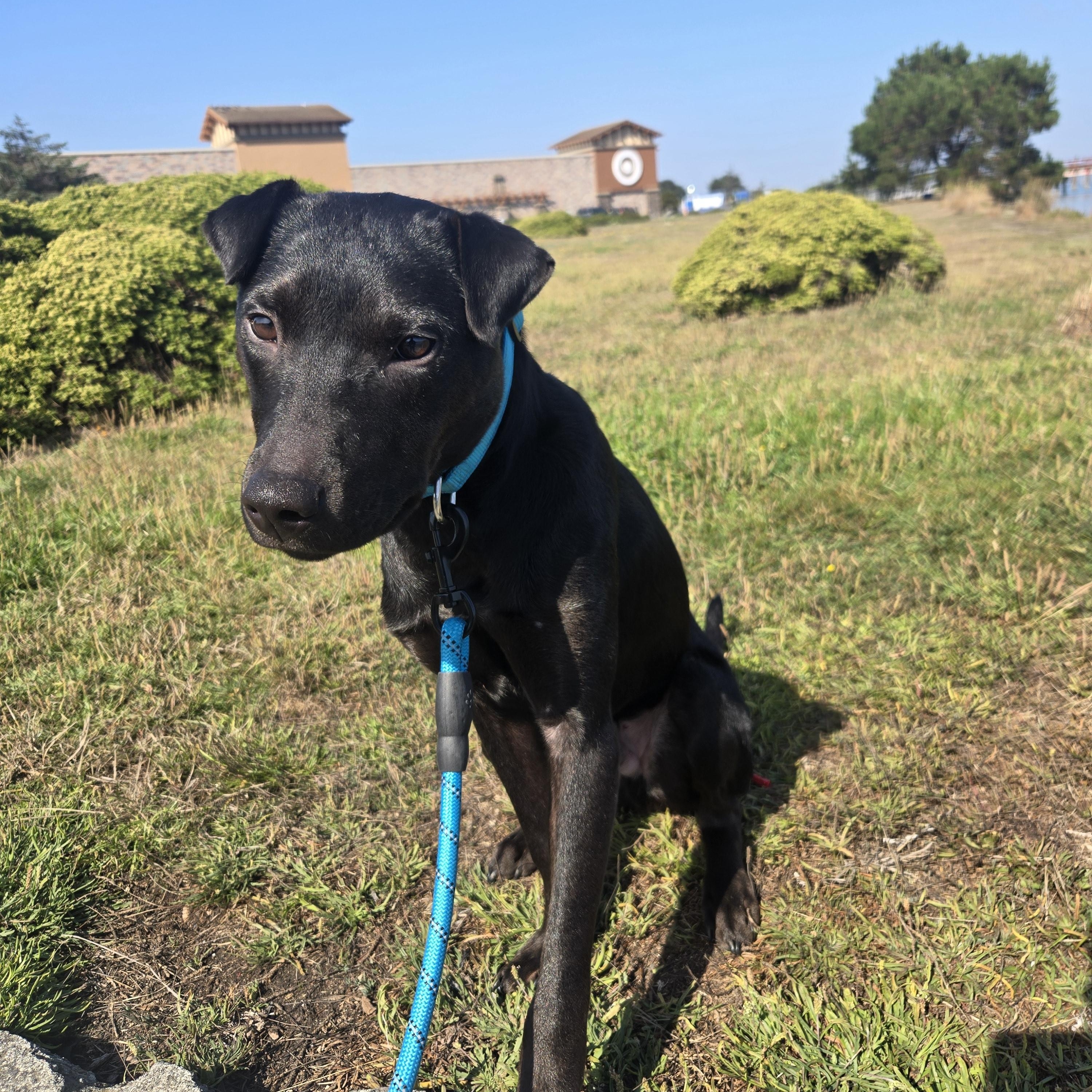 Bear, a Adoptable mixed breed in Hoopa, CA image 3/3