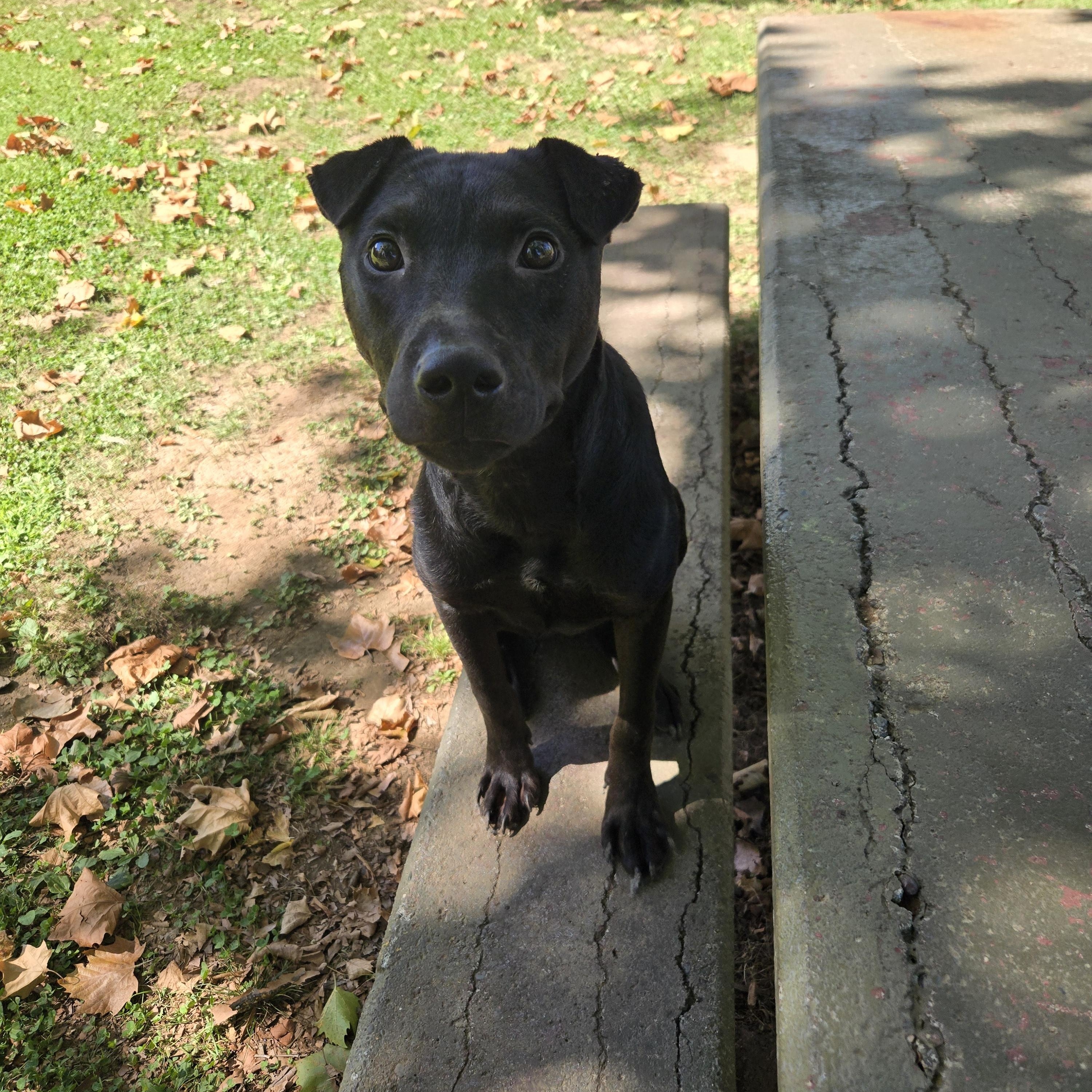 Bear, Adoptable, Adult Male Mixed Breed.