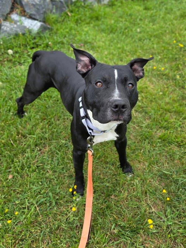 Enlarge Kenzo, a Adoptable mixed breed in Millersville, MD image 1/1