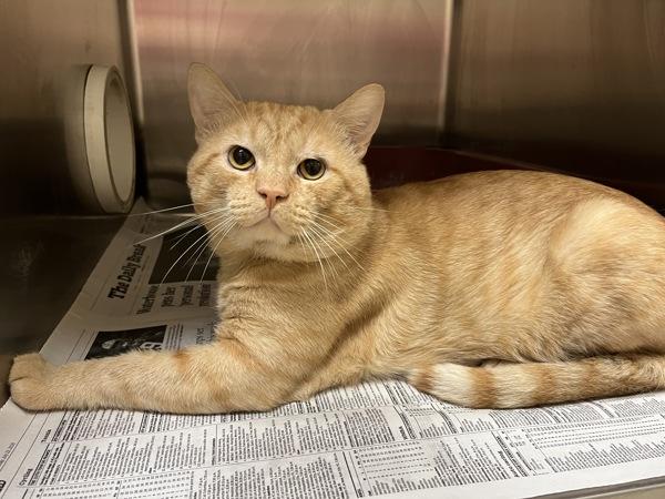 Enlarge Patrick Esquire The Third, a Adoptable mixed breed in Virginia Beach, VA image 1/2