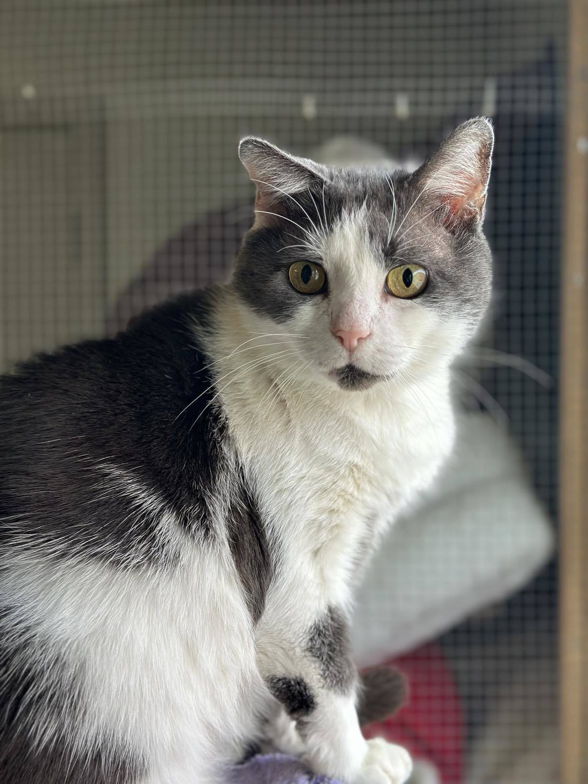 Oliver, Adult Male unknown