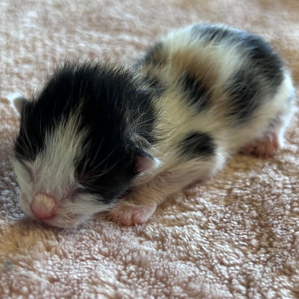 Eclair, Adoptable, Young Female Domestic Short Hair.