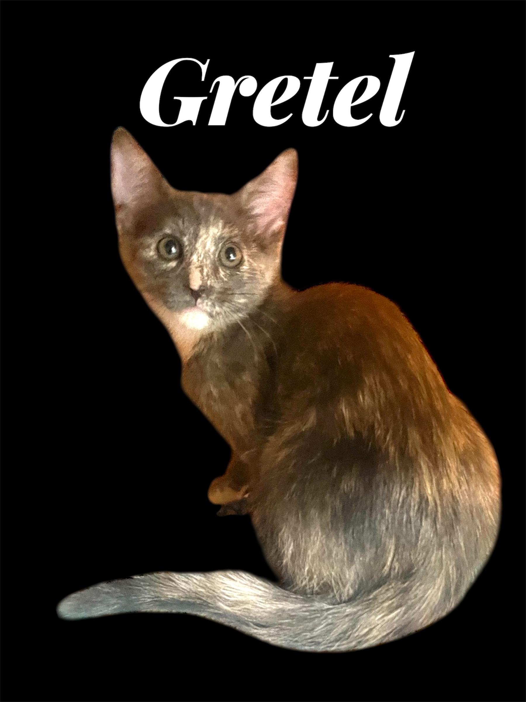 Enlarge Gretel (Bonded with Hansel), a ADOPTABLE Domestic Short Hair in Auburn, CA image 1/1