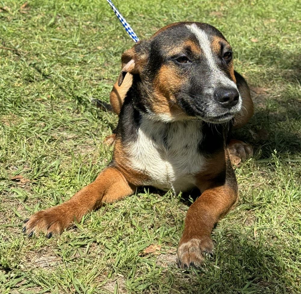 Honey Maid, Adoptable, Puppy Female Australian Cattle Dog / Blue Heeler.