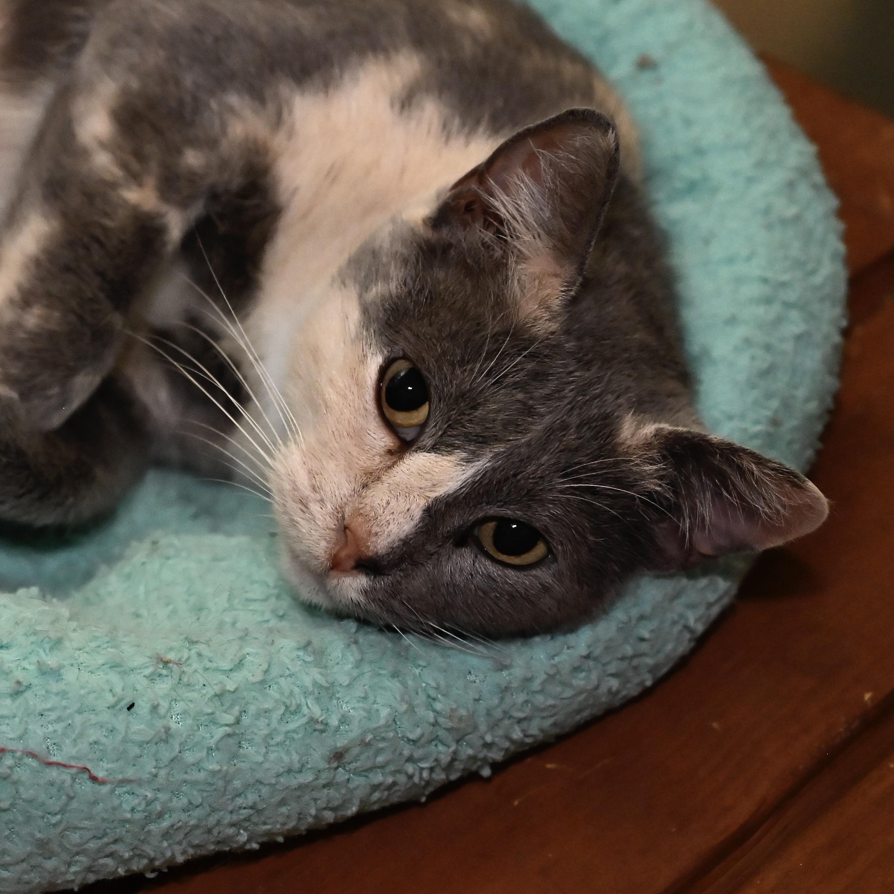 Enlarge Gemma Stone, a Adoptable Calico in Boise, ID image 6/6