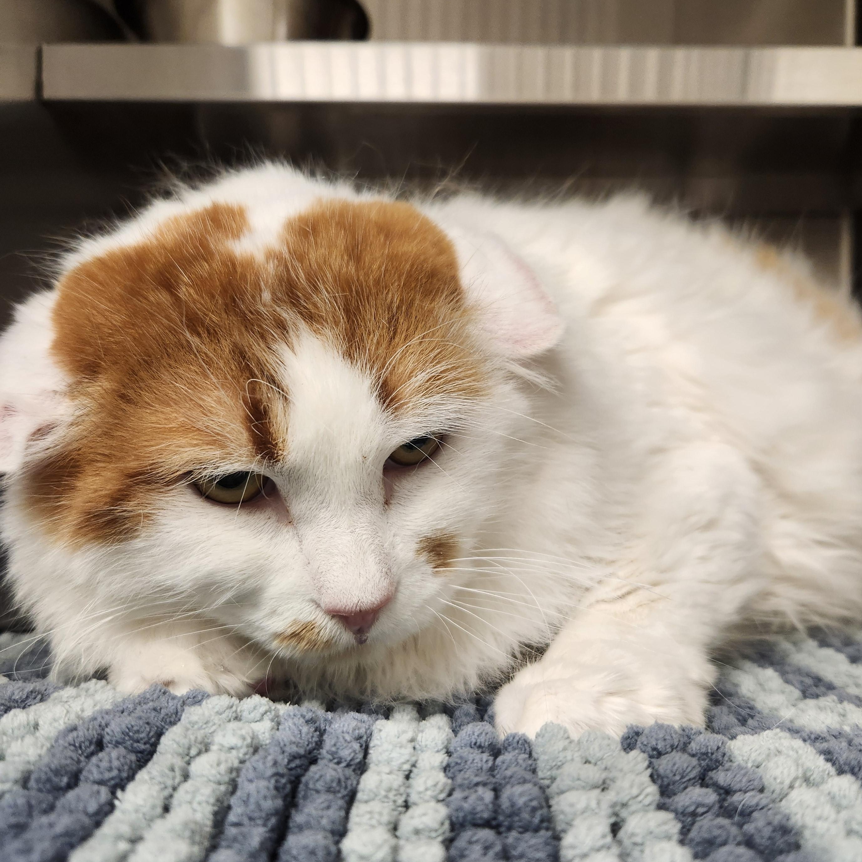 Enlarge Tootie, a ADOPTABLE Domestic Long Hair in Liberty, MO image 1/1