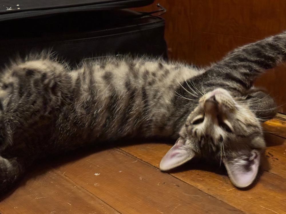 Skip James, Adoptable, Kitten Male Domestic Short Hair & Tabby.