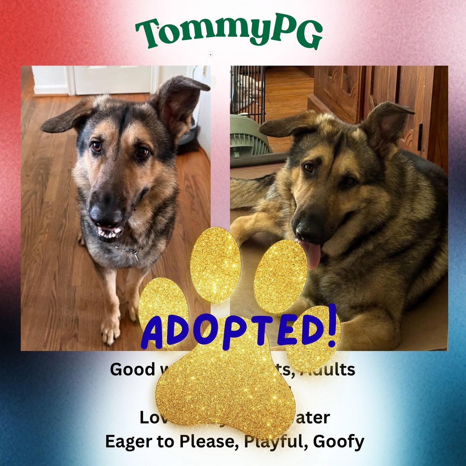 Enlarge TommyPG, a Adopted German Shepherd Dog in Baltimore, MD image 3/3