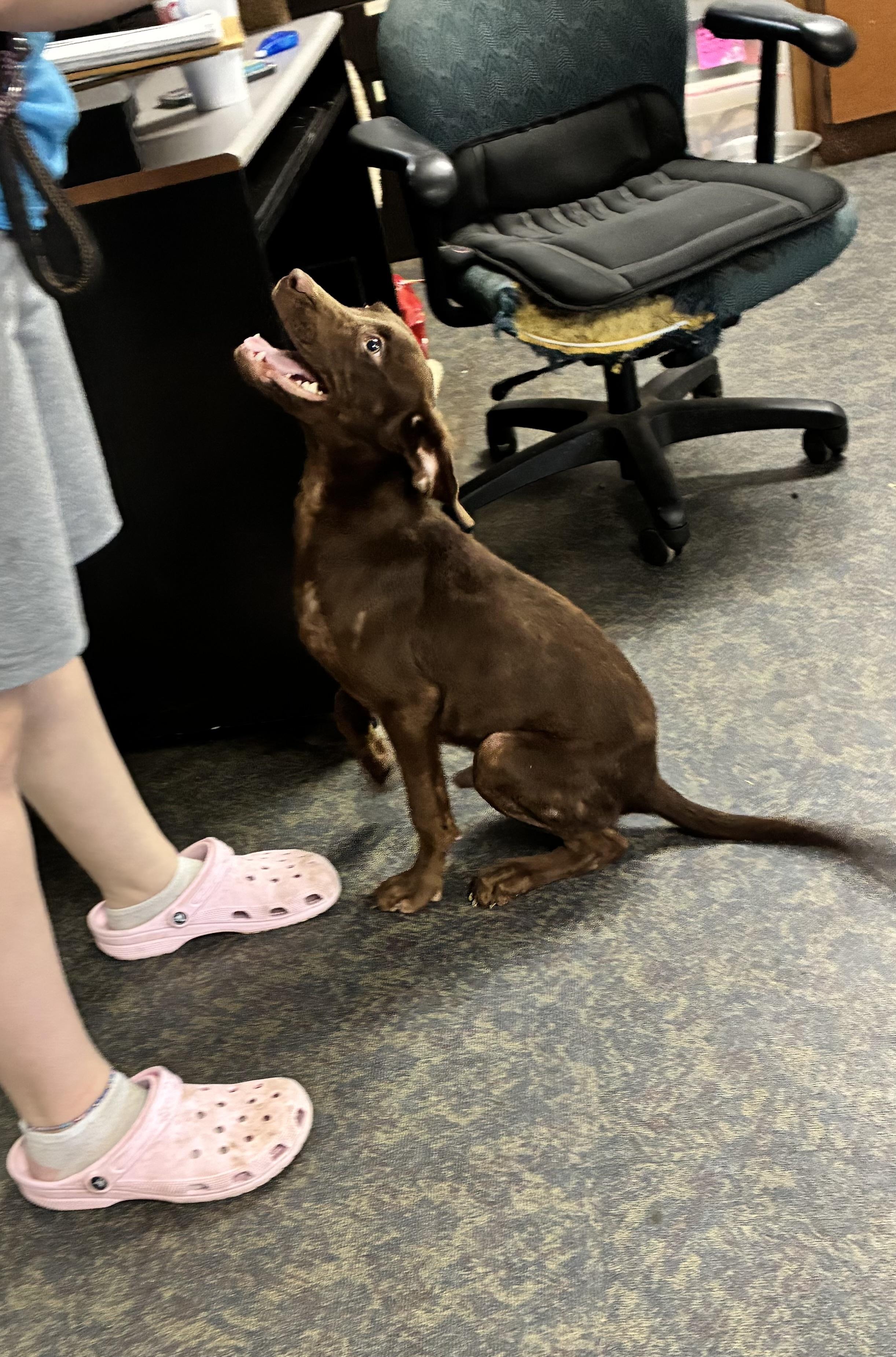 Enlarge Hersey, a Adoptable mixed breed in Blytheville, AR image 2/4