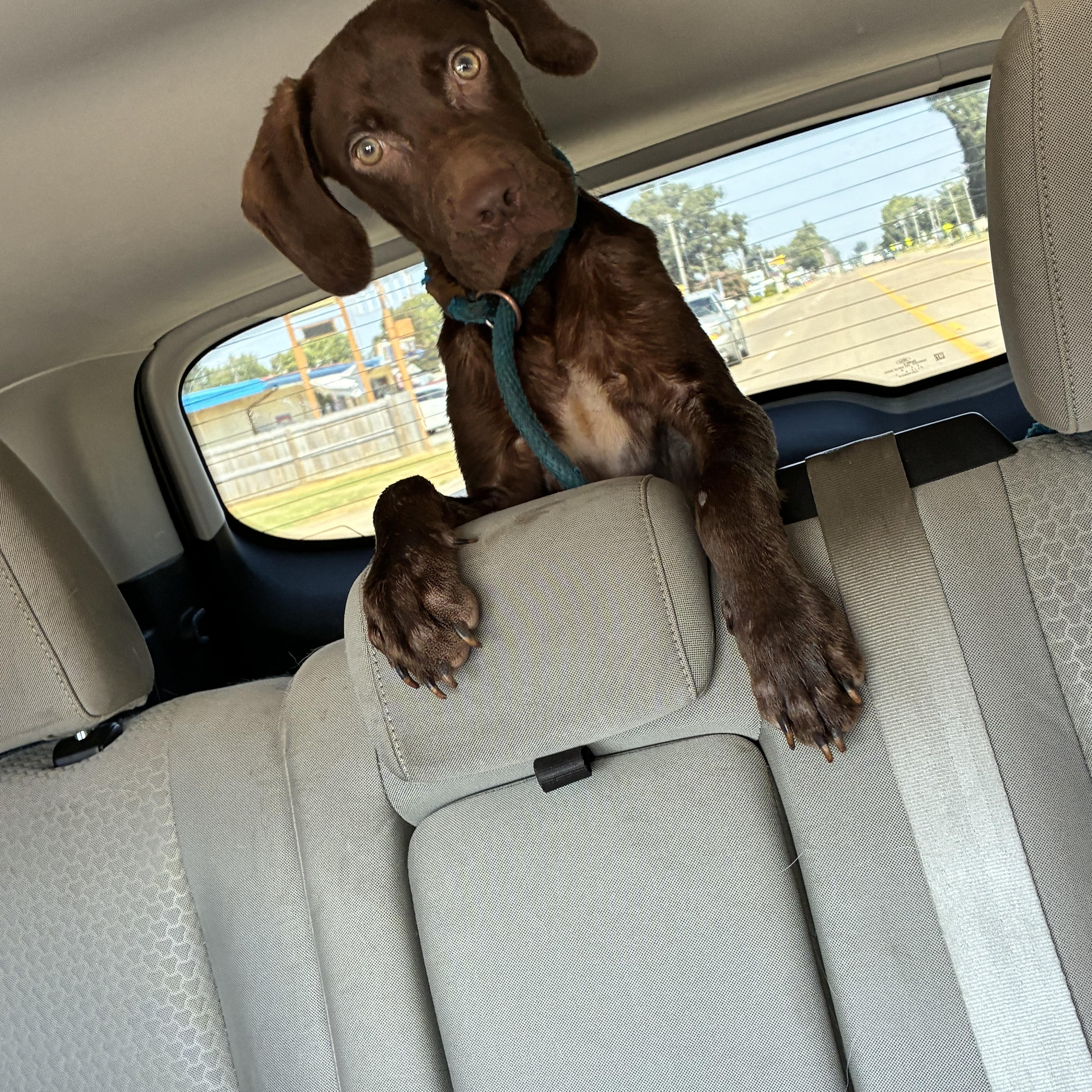 Enlarge Hersey, a Adoptable mixed breed in Blytheville, AR image 4/4