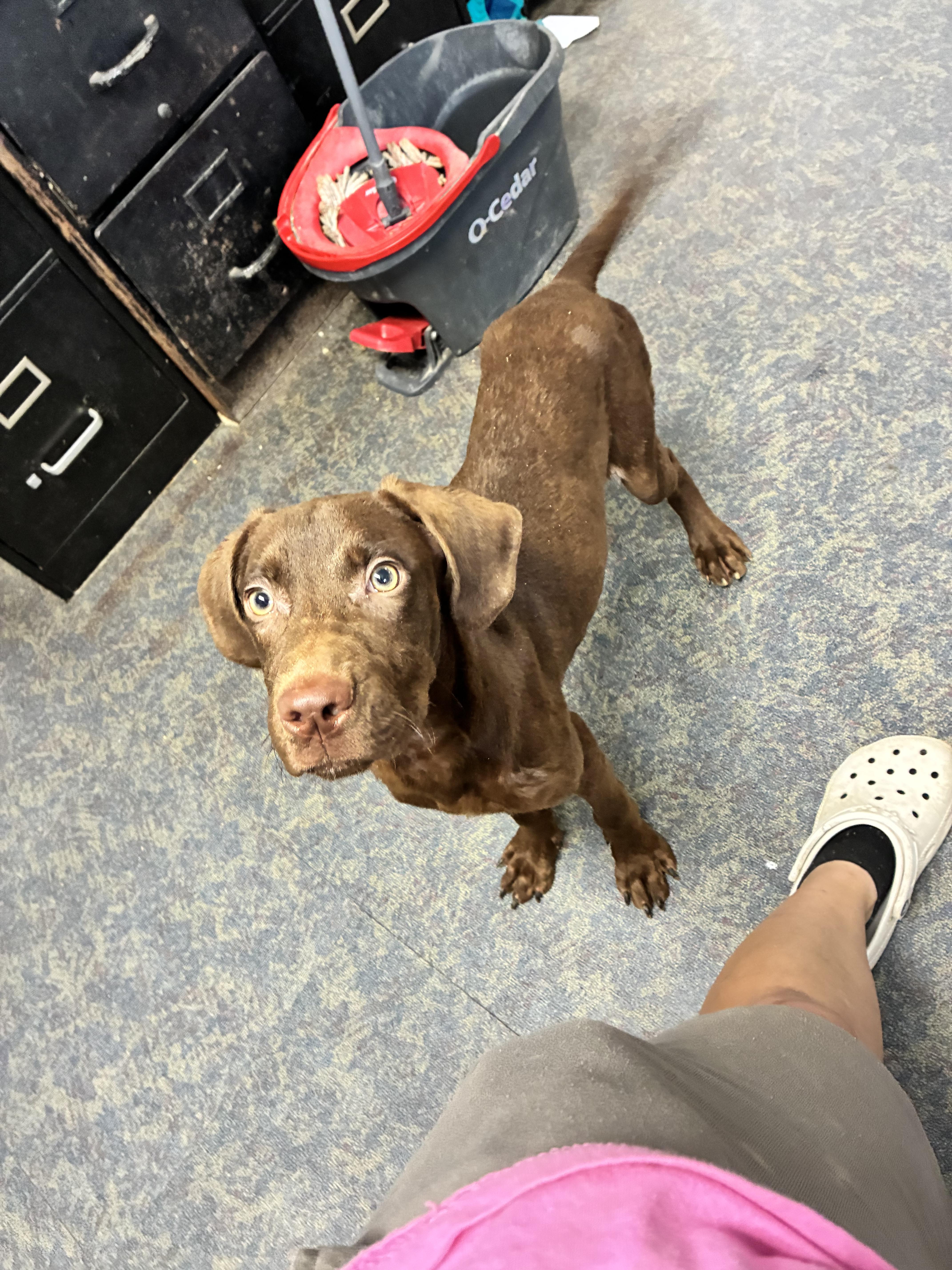 Enlarge Hersey, a Adoptable mixed breed in Blytheville, AR image 3/4