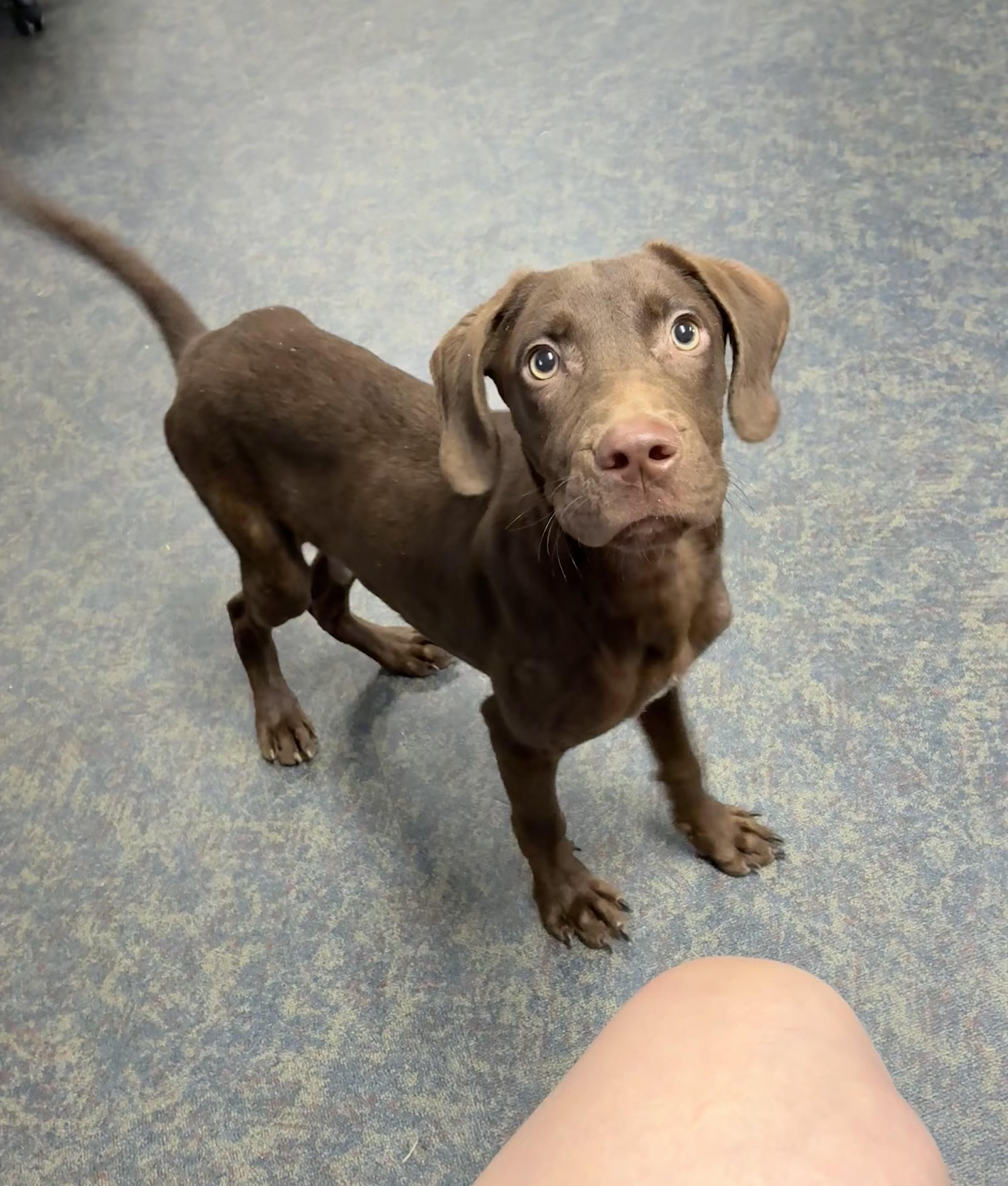 Hersey, Adoptable, Adult Male Weimaraner & German Wirehaired Pointer.