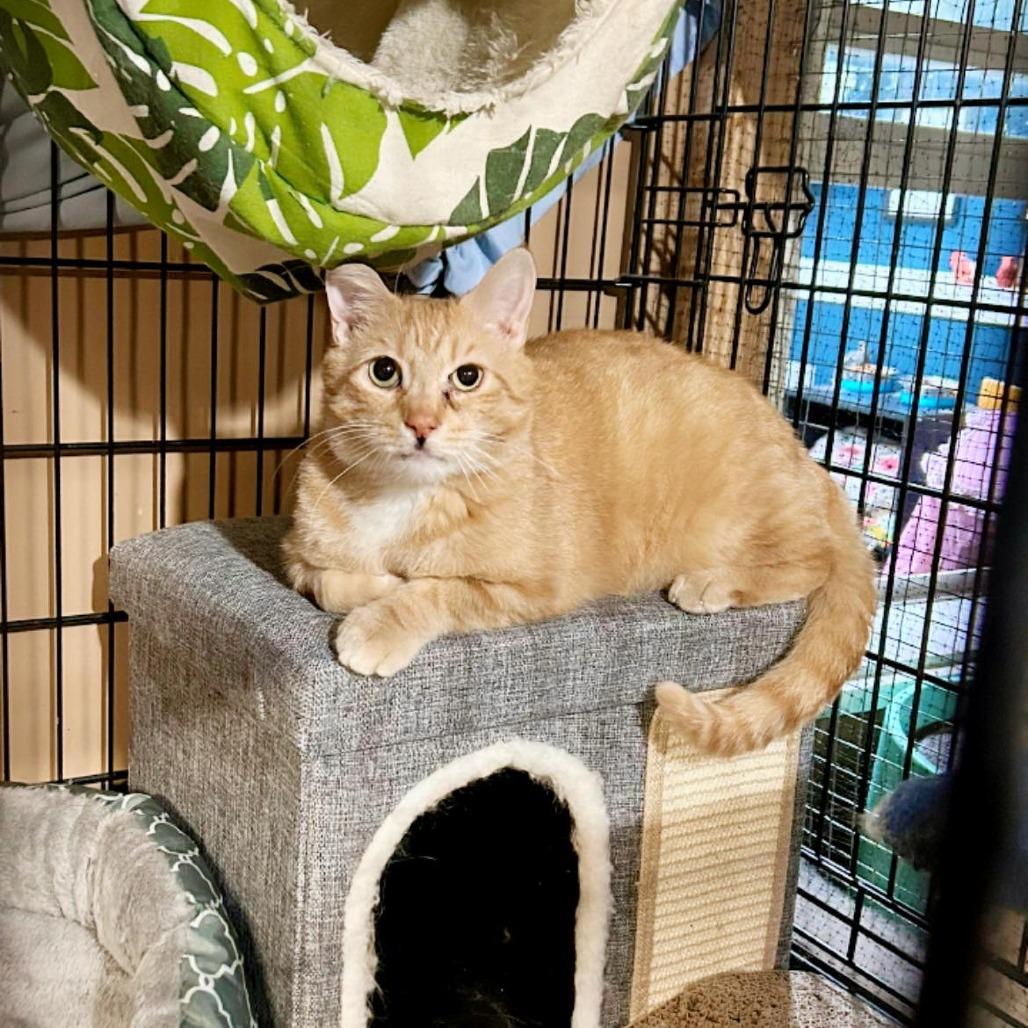 Enlarge Frankie, a Adoptable Domestic Short Hair in Pocono Summit, PA image 1/5