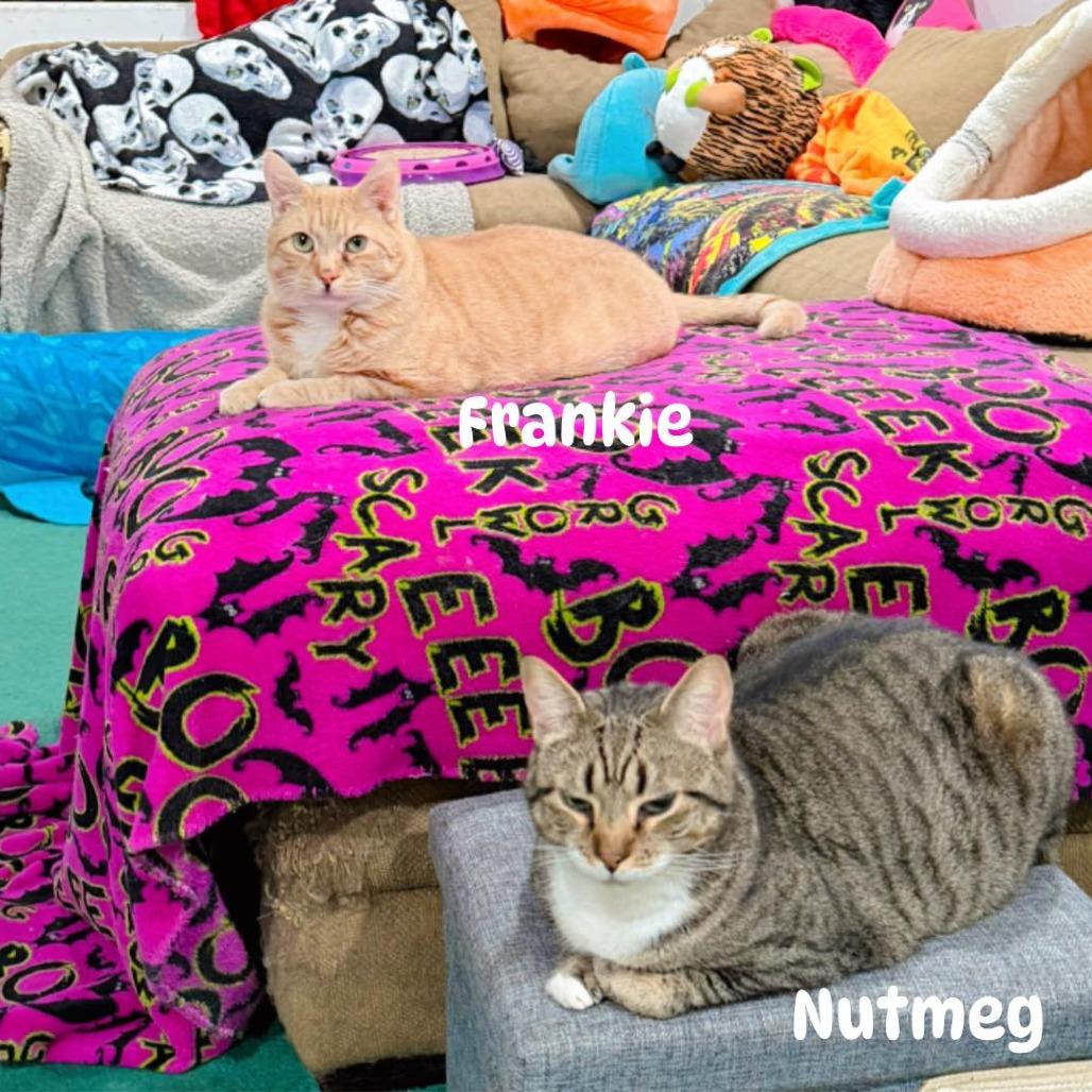 Enlarge Frankie, a Adoptable Domestic Short Hair in Pocono Summit, PA image 3/5