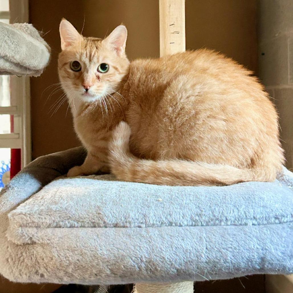 Enlarge Frankie, a Adoptable Domestic Short Hair in Pocono Summit, PA image 4/5