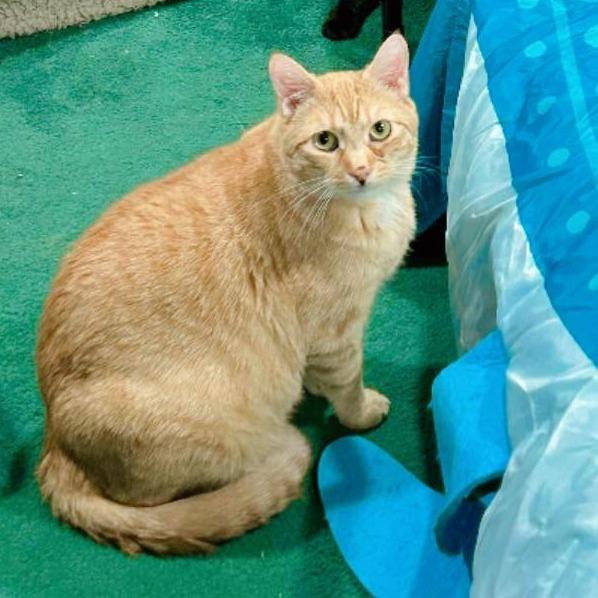 Enlarge Frankie, a Adoptable Domestic Short Hair in Pocono Summit, PA image 5/5