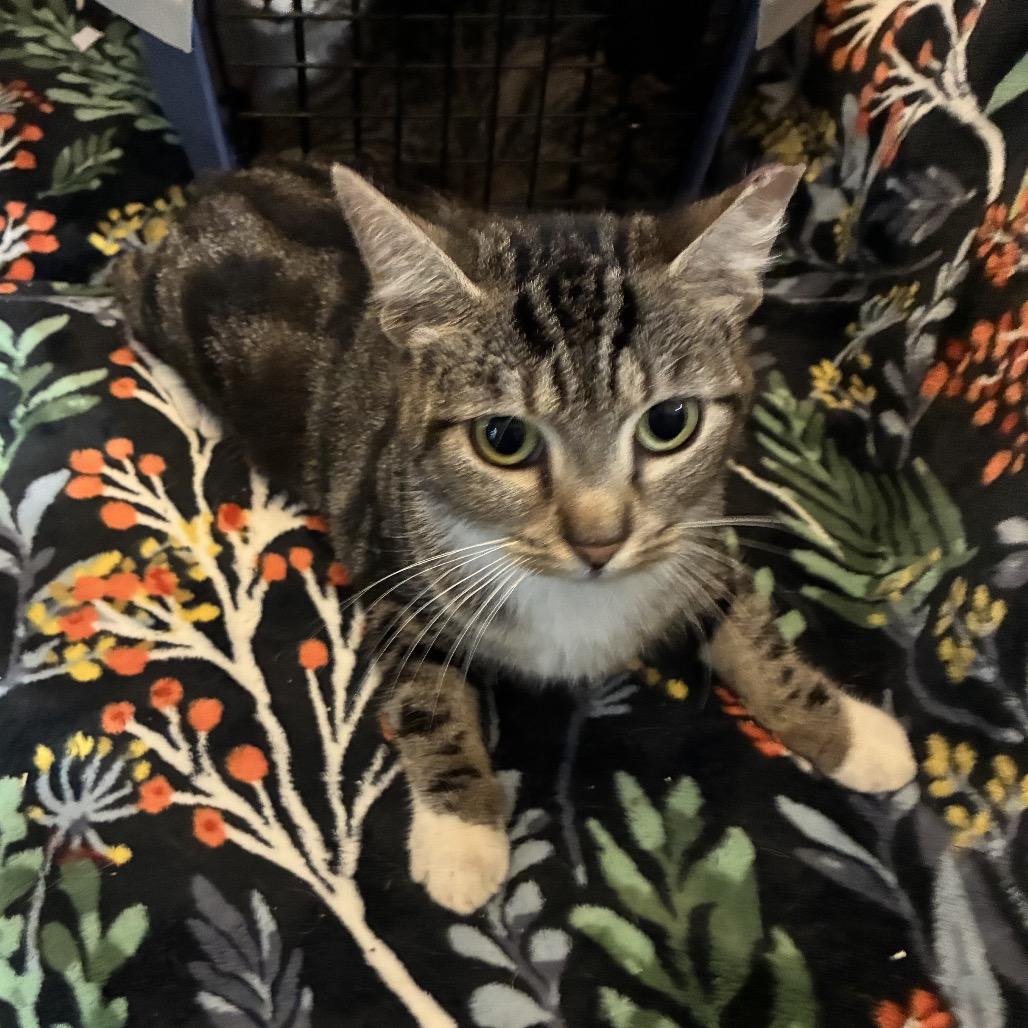 Jillian Marsh, Adoptable, Young Female Domestic Short Hair.