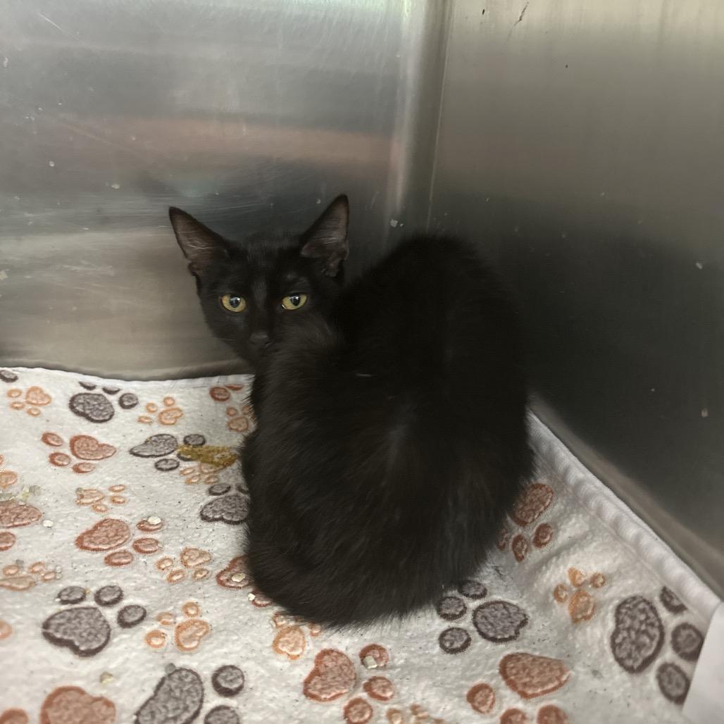 Spicy, Adoptable, Young Female Domestic Short Hair.