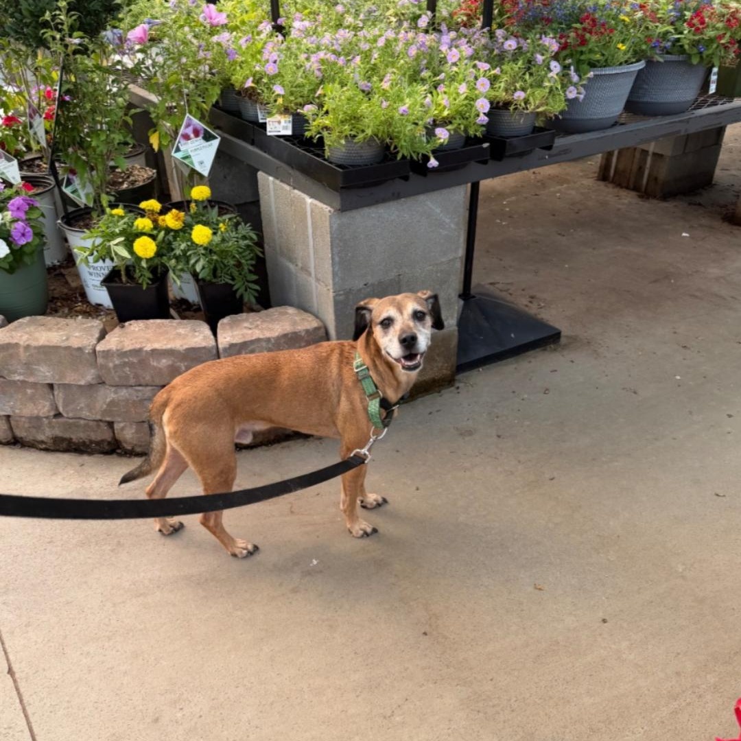 Wiley, an adopted Feist in Raeford, NC image 1/2