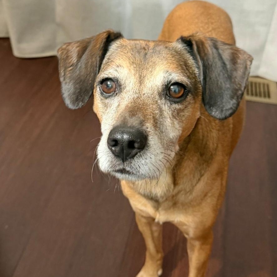 Wiley, an adopted Feist in Raeford, NC image 2/2