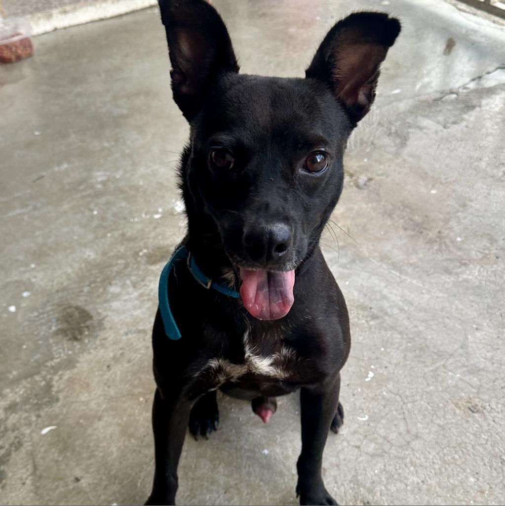 Vico, Adoptable, Adult Male Mixed Breed.