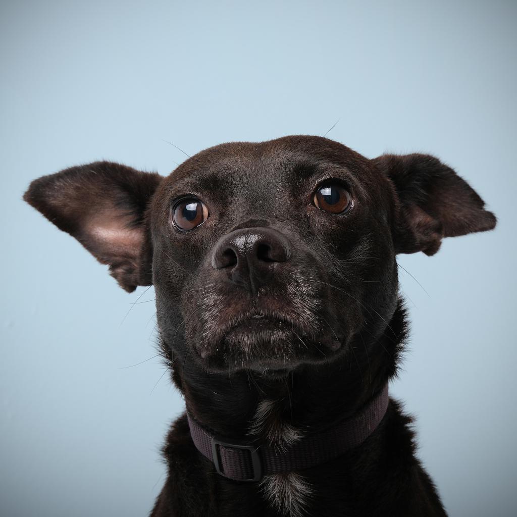 Enlarge Vico, a Adoptable Mixed Breed in Guaynabo, PR image 2/2