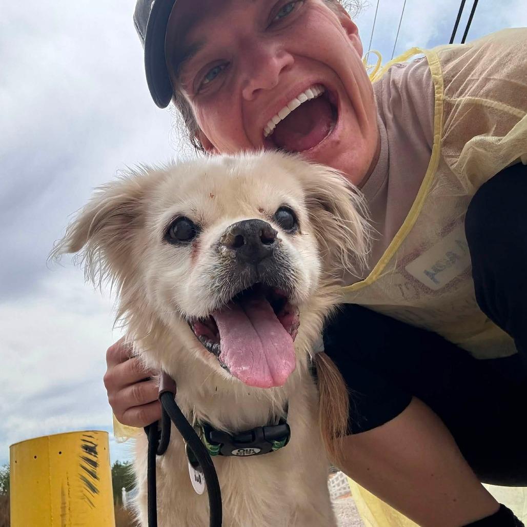 Rosco Rue, Adoptable, Senior Male Cocker Spaniel.