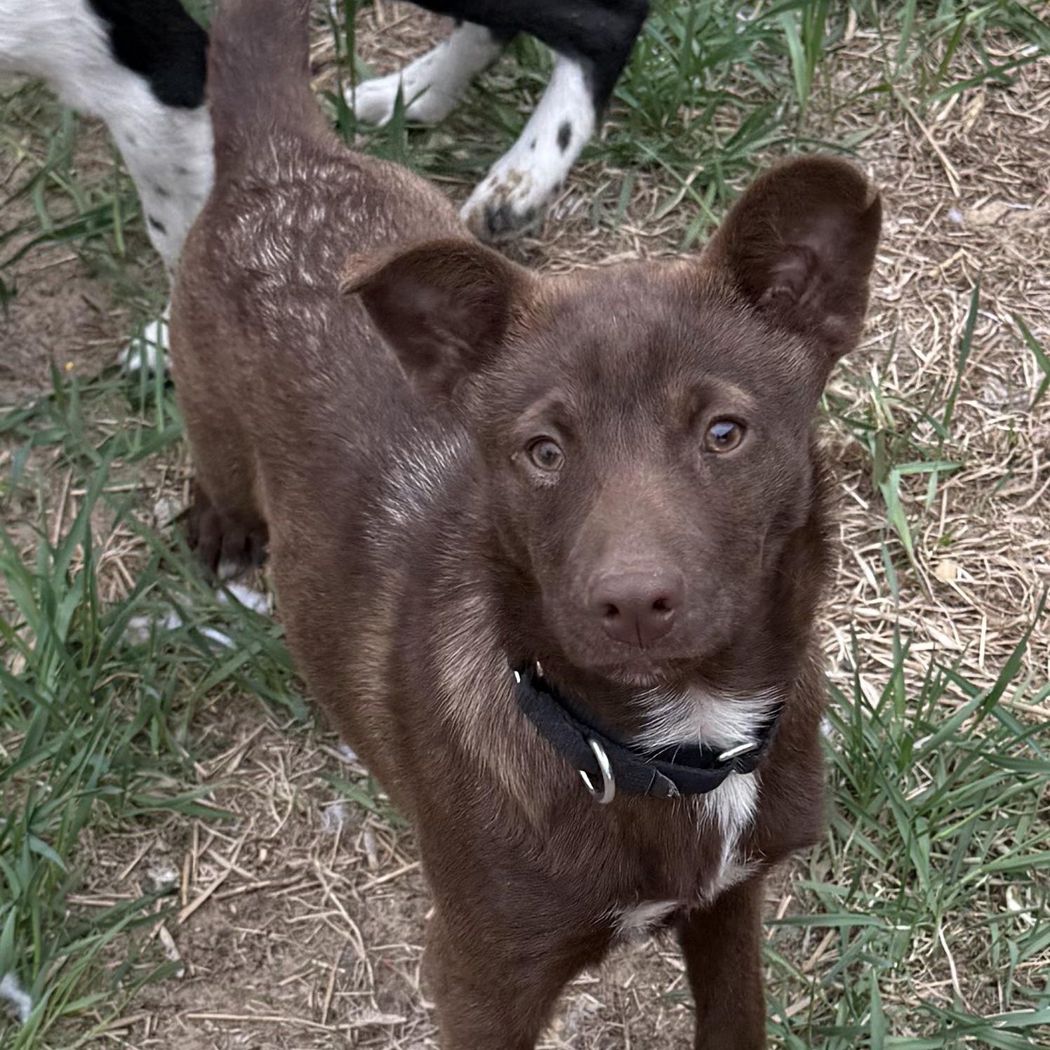 Enlarge Carmela, a Adoptable mixed breed in South Saint Paul, MN image 1/5
