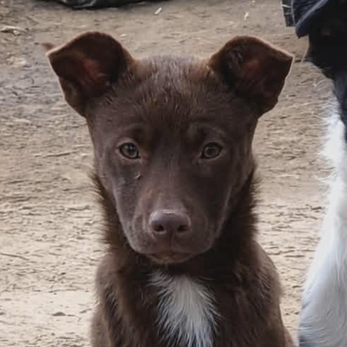 Enlarge Carmela, a Adoptable mixed breed in South Saint Paul, MN image 3/5
