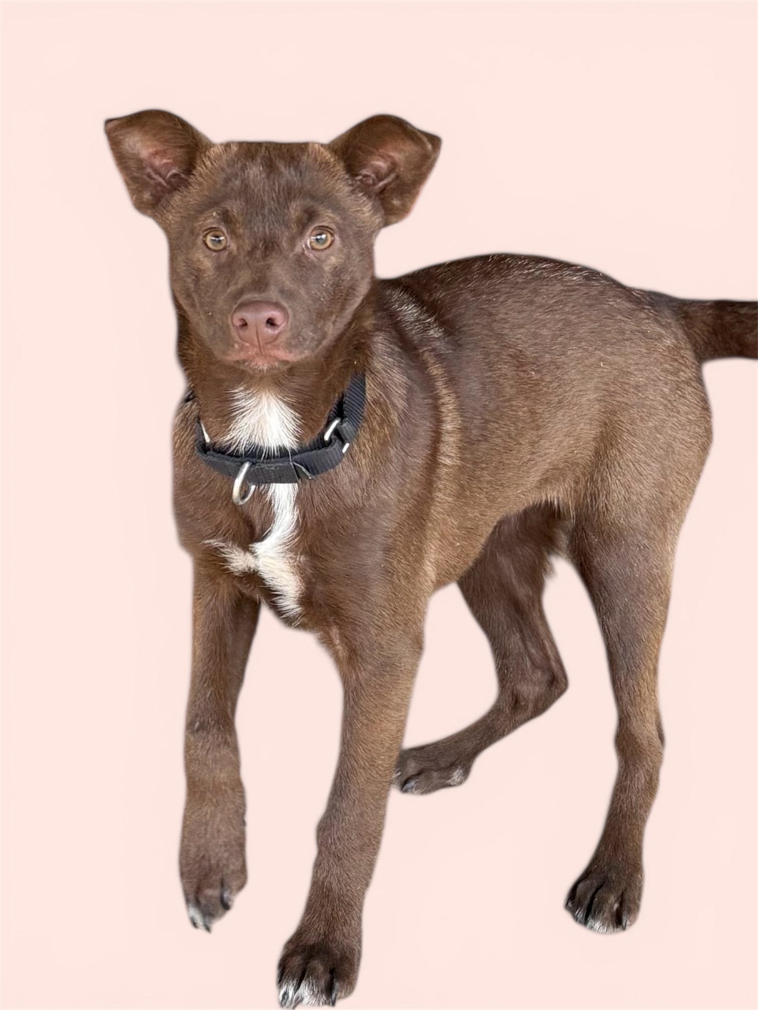 Enlarge Carmela, a Adoptable mixed breed in South Saint Paul, MN image 5/5