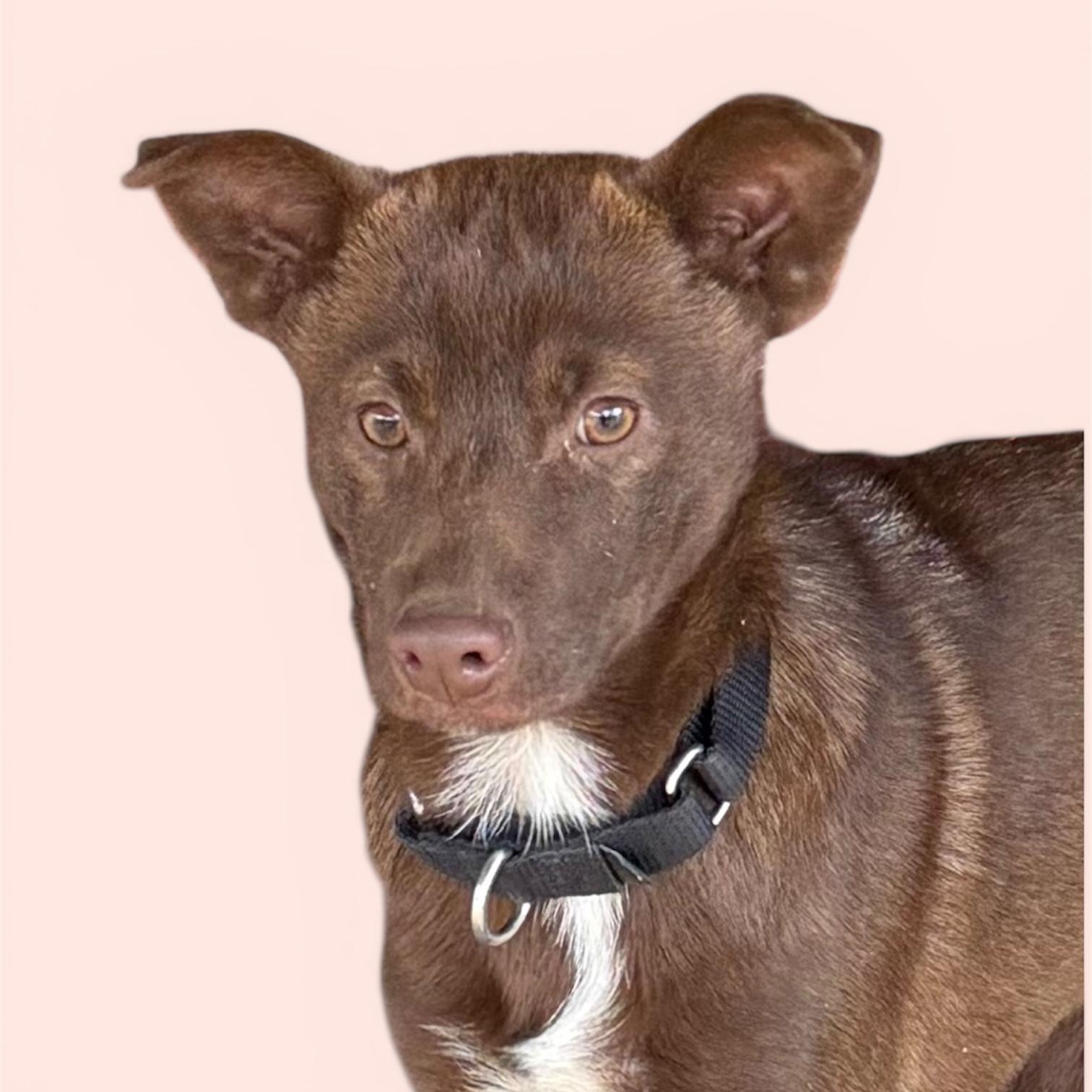 Enlarge Carmela, a Adoptable mixed breed in South Saint Paul, MN image 2/5