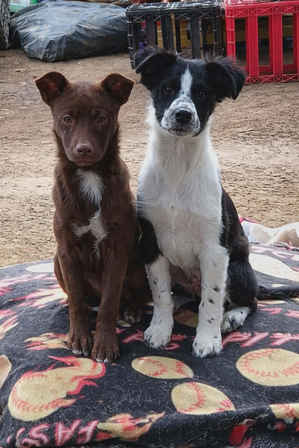 Enlarge Carmela, a Adoptable mixed breed in South Saint Paul, MN image 4/5